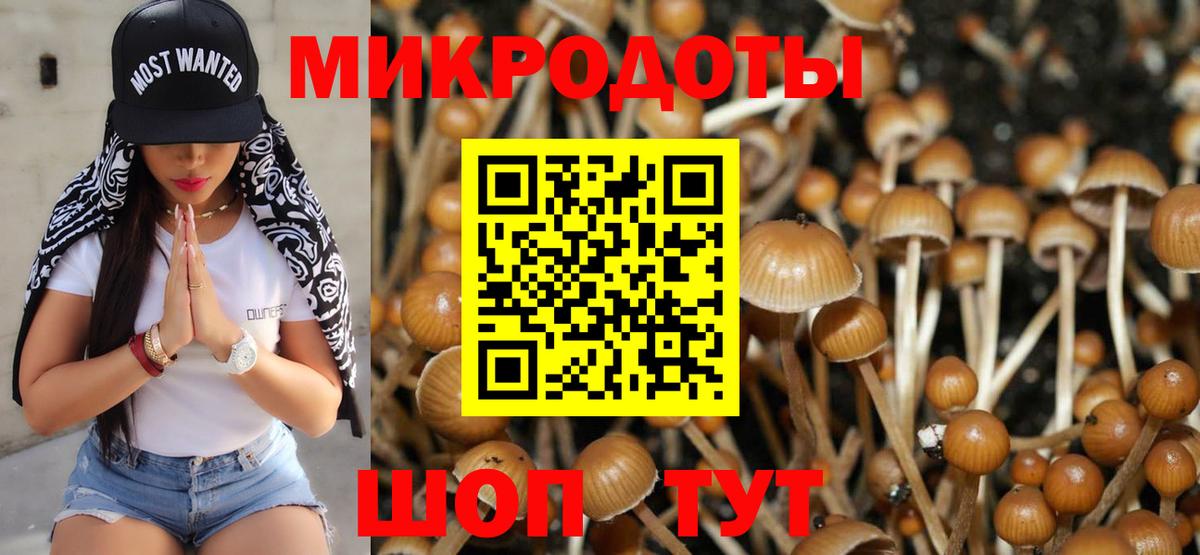 Псилоцибиновые грибы Cubensis Нальчик